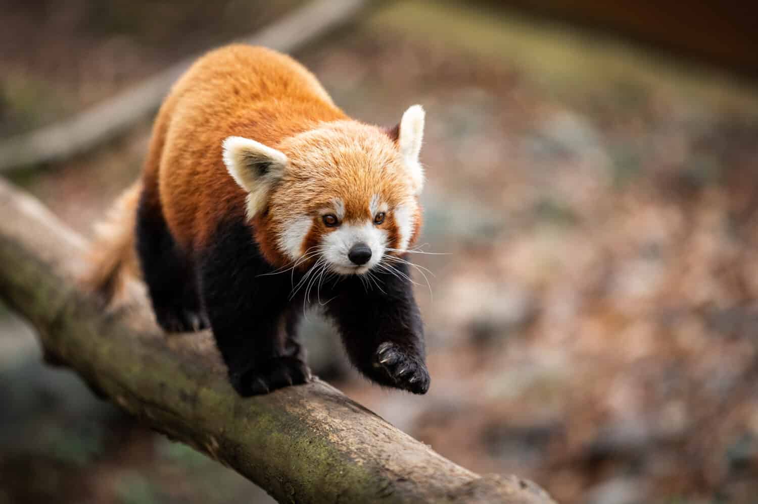 Panda rosso che cammina sull'albero