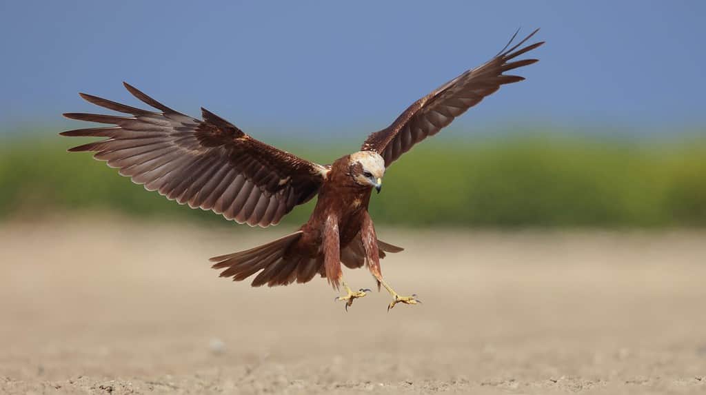 Volo dell'uccello del falco di palude occidentale