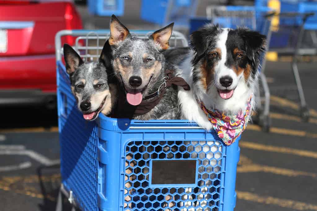 Cani nel carrello