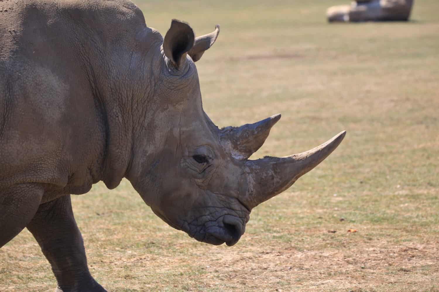 Rinoceronte bianco, Marwell Zoo, Hampshire, Regno Unito