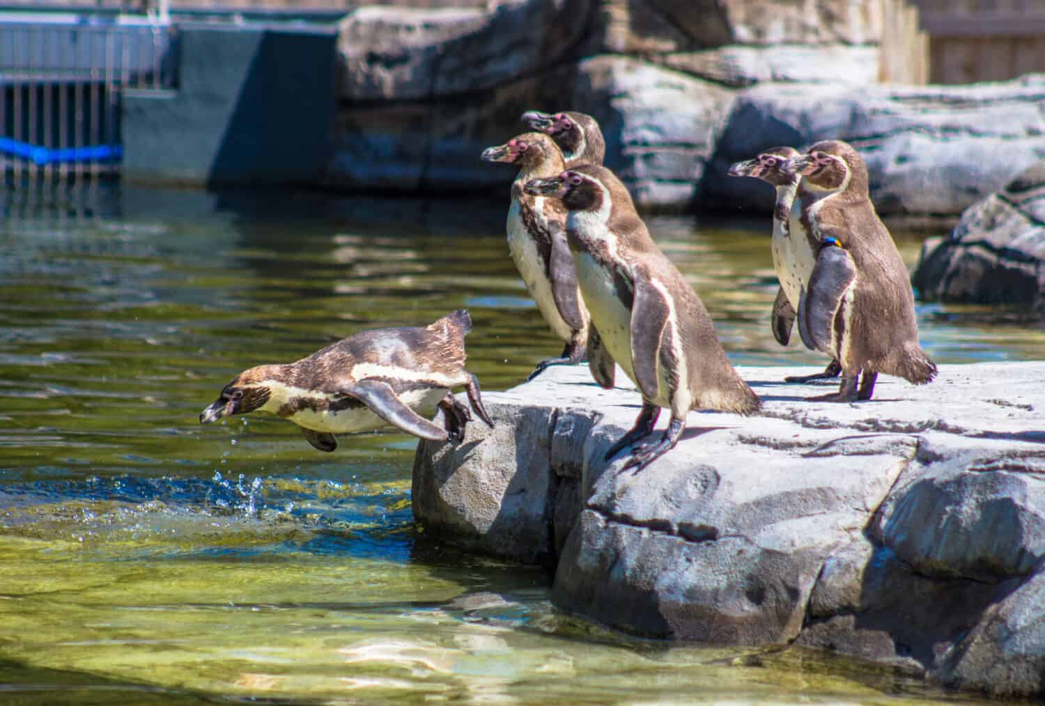 I pinguini di Humboldt stanno per fare un tuffo allo zoo di Chester