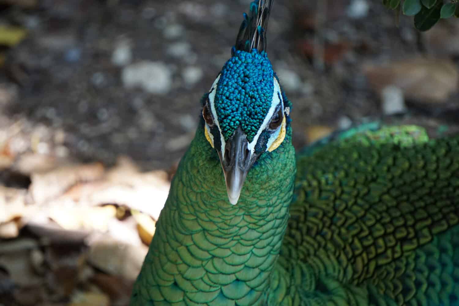 Faccia di pavone, Zoo di Paignton, Dorset