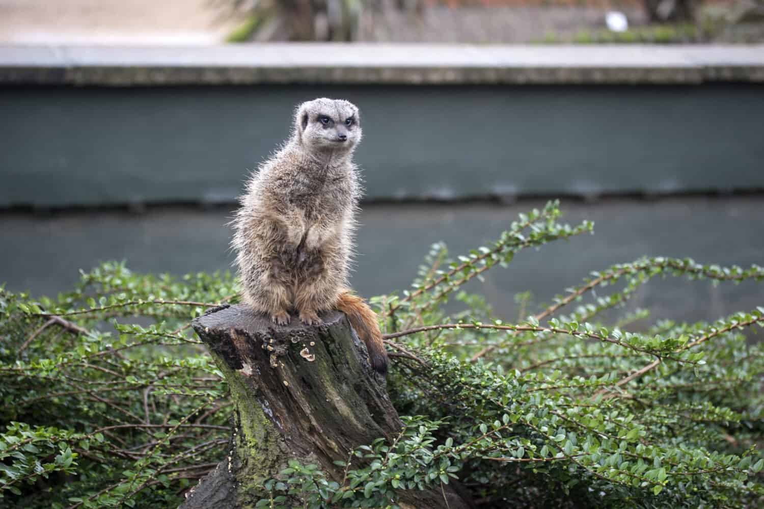 Suricato allo Zoo di Twycross