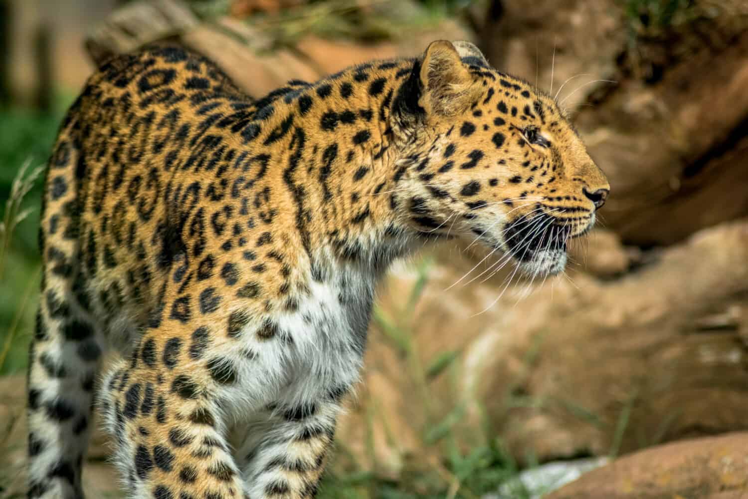 Leopardo in cerca di preda allo zoo di Colchester