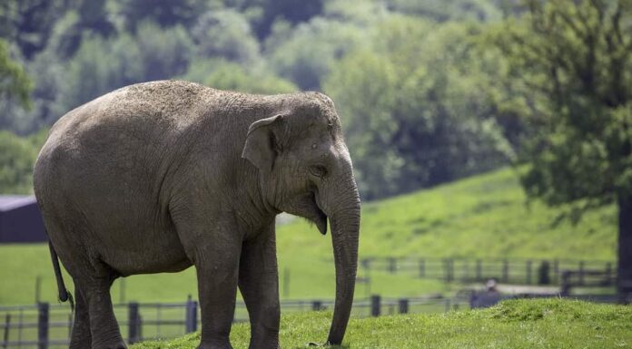 Bellissima vista di un elefante adulto che cammina nello zoo ZSL Whipsnade, Regno Unito