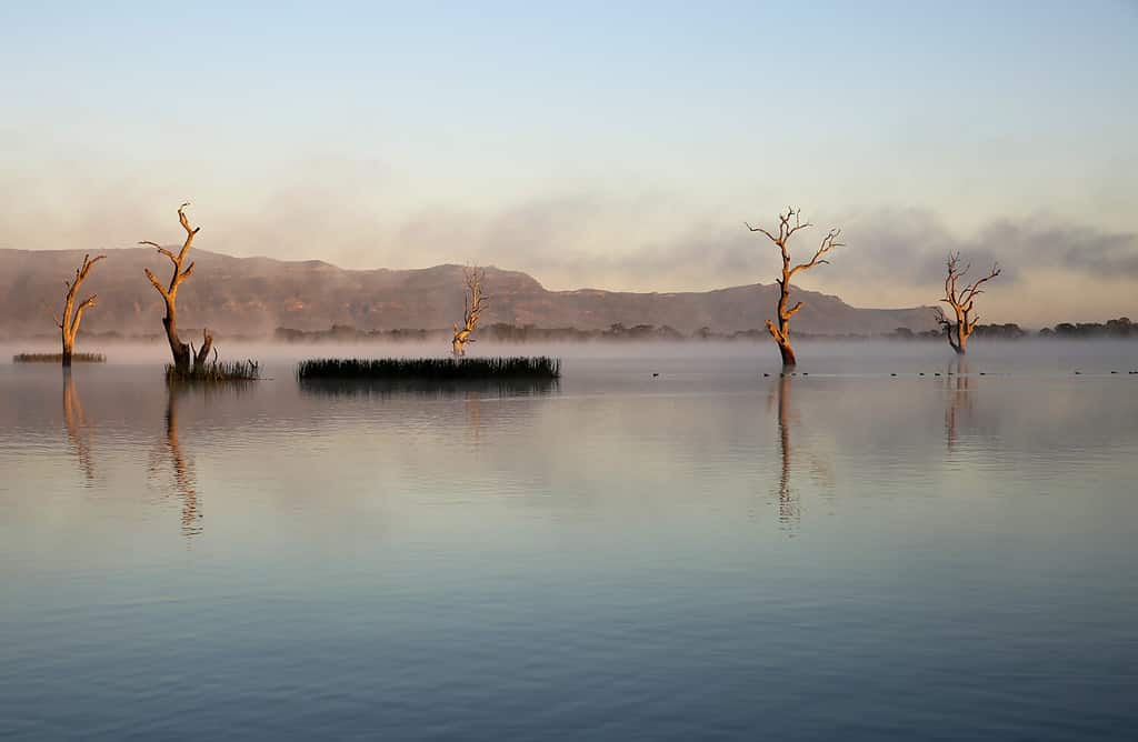 Nebbia mattutina sul bellissimo lago Fyans vicino alla catena montuosa Grampian nel Victoria occidentale, con alberi morti riflessi nella superficie liscia a specchio.