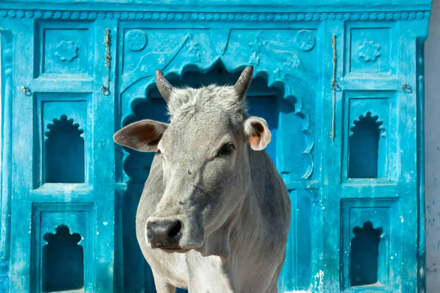 Vacca sacra indiana di fronte alla tipica casa indiana, Orchha, Madhya Pradesh, India