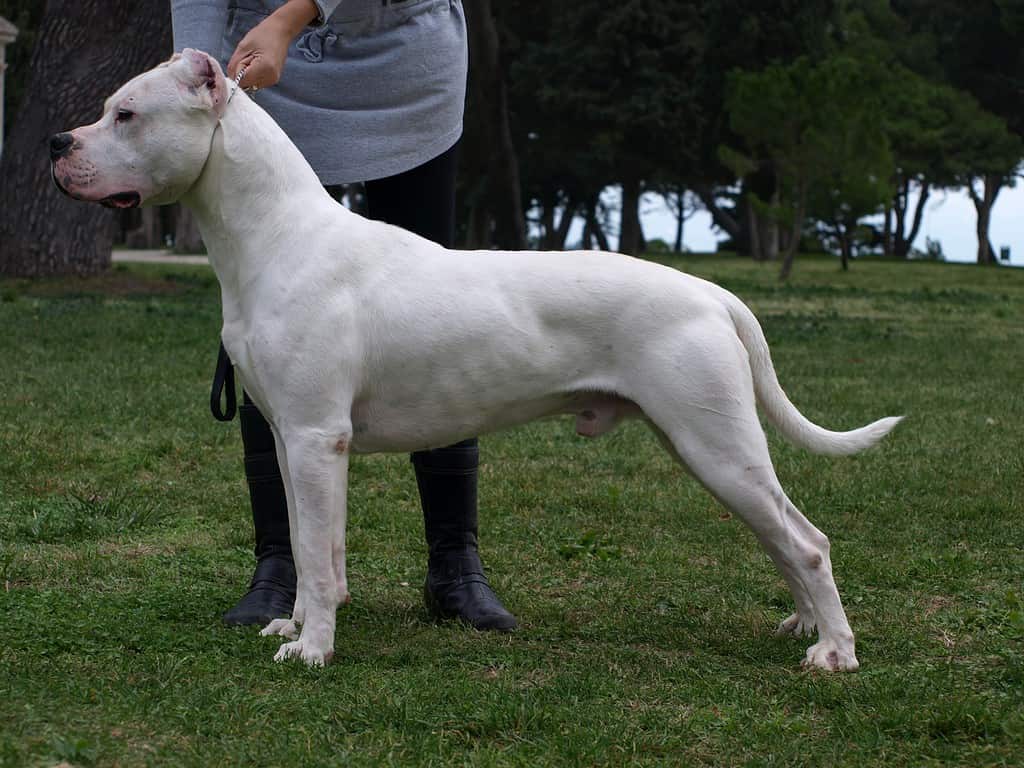 0Dogo-argentino-22122251920