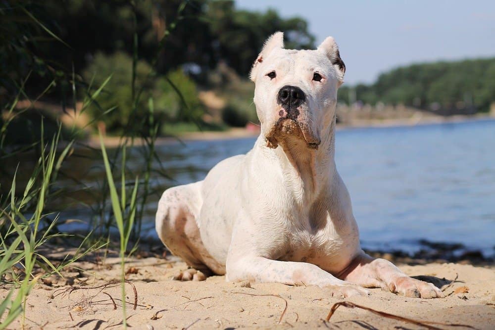 Un cane Dogo Argentino sdraiato sull'acqua.