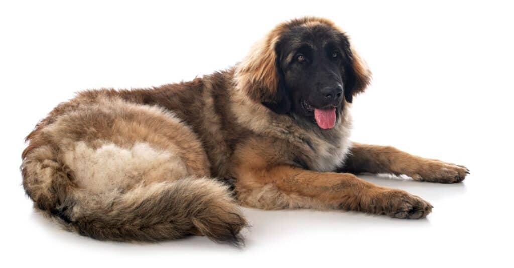 isolato Leonberger