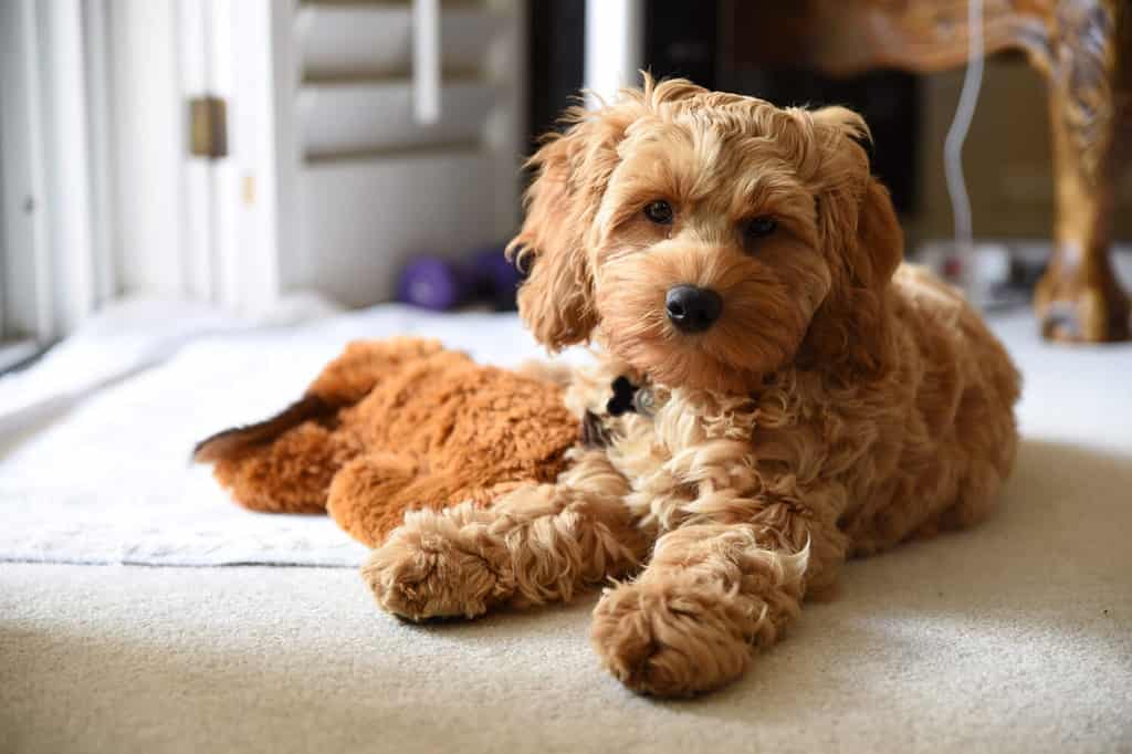 Giovane, carino barboncino Cockapoo, cucciolo di cane Cocker Spaniel seduto sul tappeto
