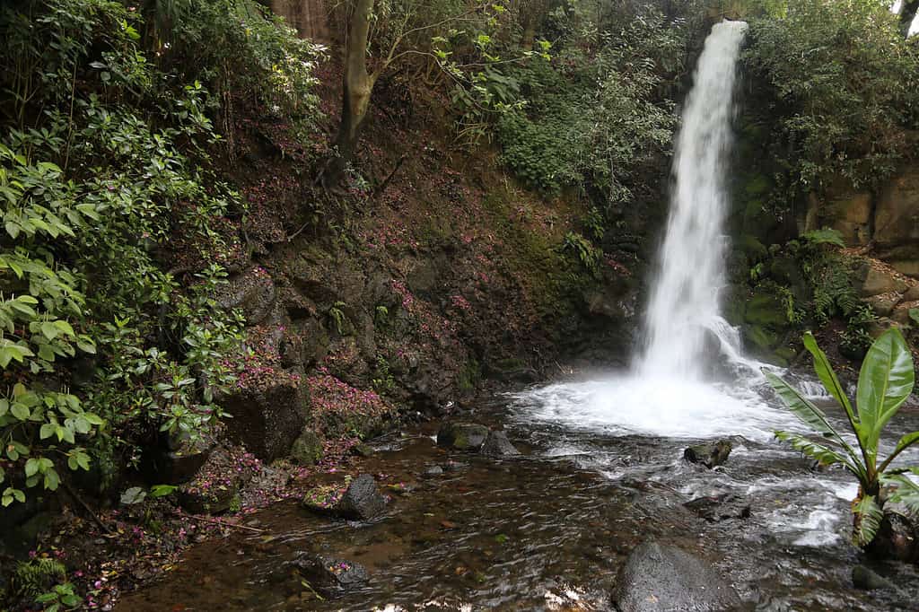 Parque Nacional Barranca del Cupatitzio, Uruapan, Michoacan, Messico.