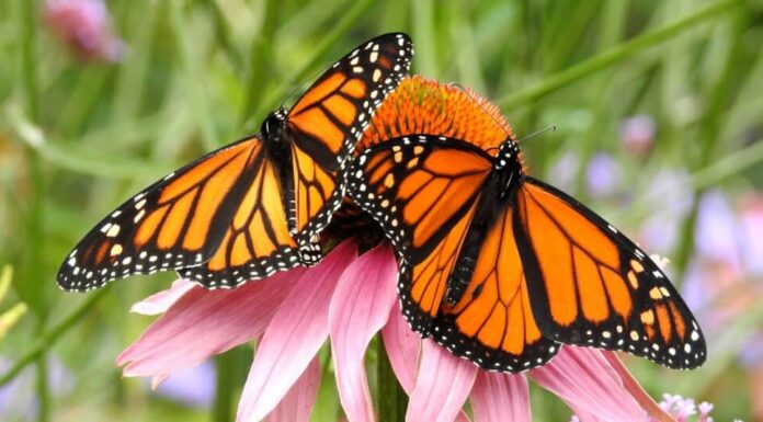 Farfalle monarca sul fiore rosa
