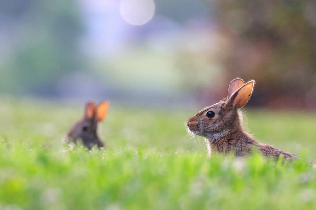 Una coppia di conigli selvatici che giocano sul campo