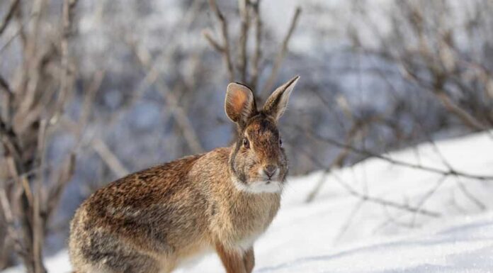 Coniglio silavilago orientale che gioca nella neve in una foresta invernale.