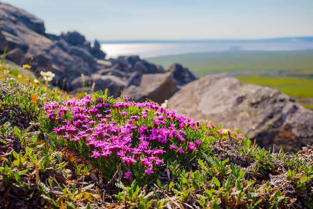 Campion di muschio in fiore (Silene acaulis) nella tundra sul fianco di una montagna.  Fiori viola tra le rocce.  Vista dalla montagna alla valle.  Paesaggio artico estivo.  Natura della Chukotka e della Siberia.