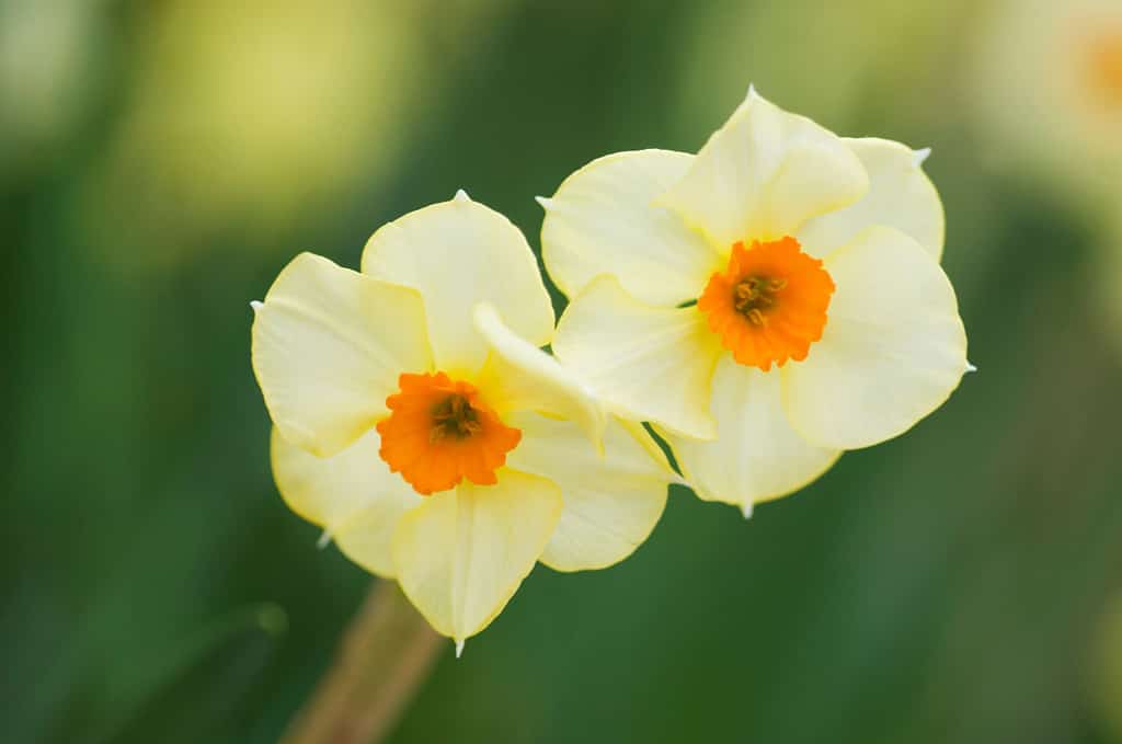 GEMMA SCARLETA, FIORI DEL DAFFODIL