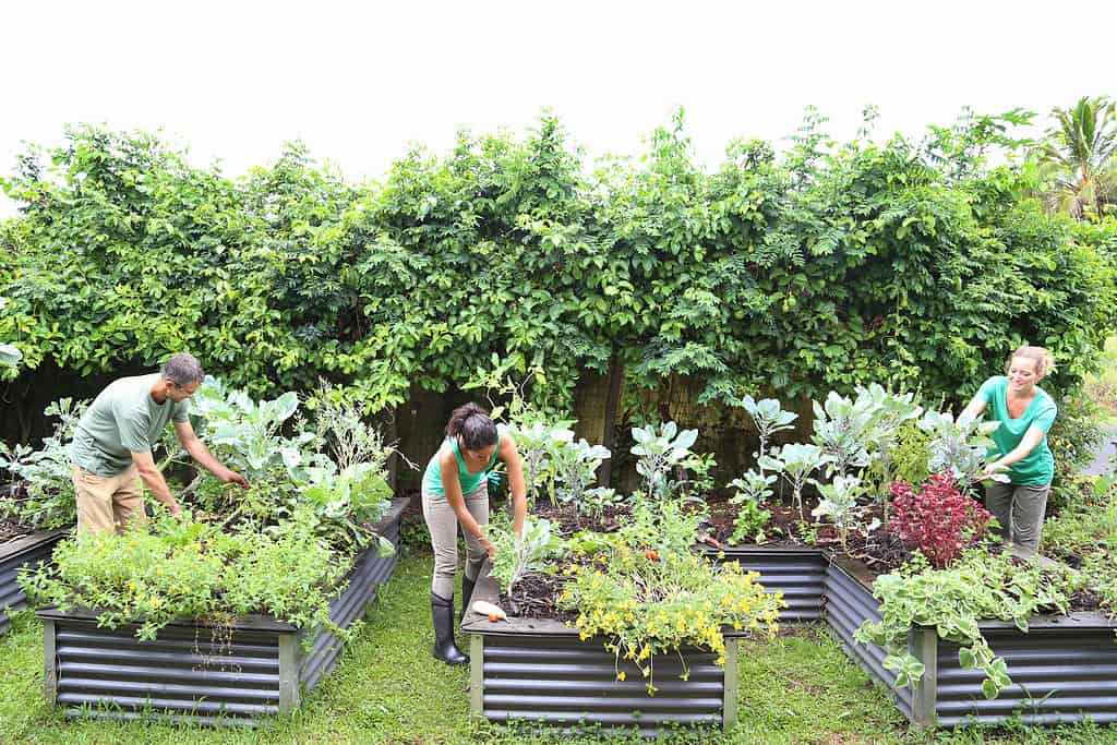 Persone che si prendono cura delle piante nel giardino comunitario