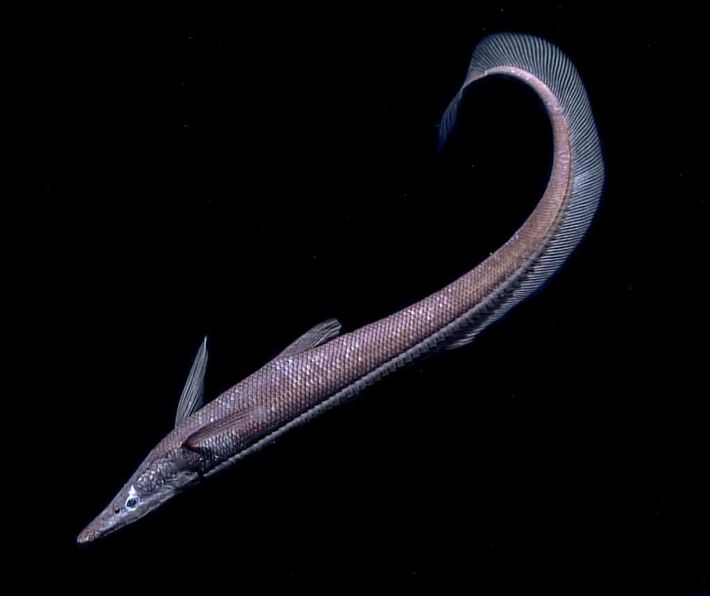I pesci Halosaur sono presenti attorno ai vulcani sottomarini del New England.
