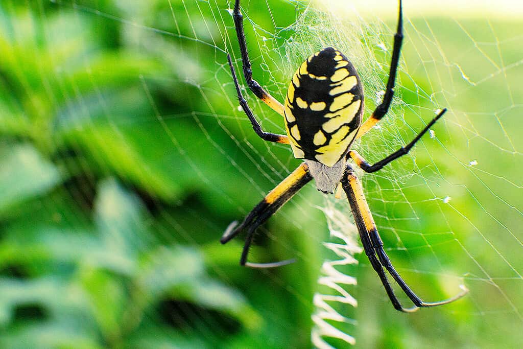 Steelers Spider Alien Like Black and Yellow Garden Spider appartiene al genere Argiope della famiglia Araneidea.  L'habitat si estende dagli Stati Uniti all'Argentina.  Foto di Ted Webb