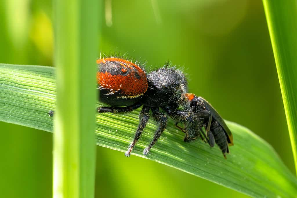 Ragno saltatore di Johnson (Phidippus johnsoni)