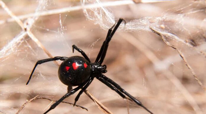 Ragno della vedova nera all'aperto su una rete