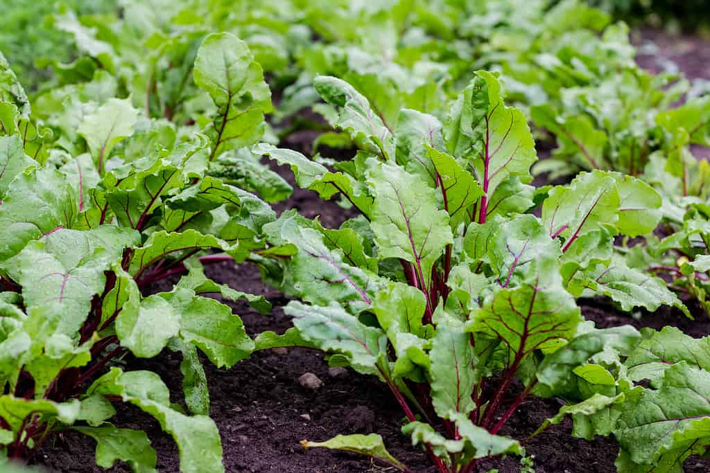 Settore agricolo, Agricoltura, Autunno, Sfondi, Barbabietola