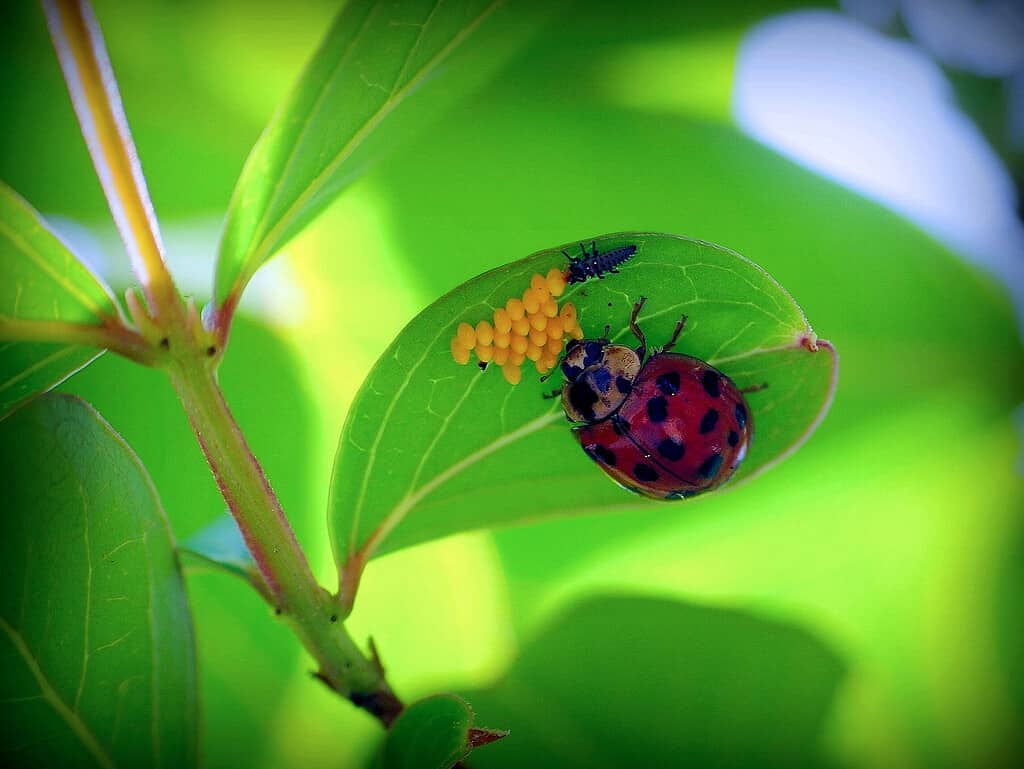 Ciclo di vita della coccinella.