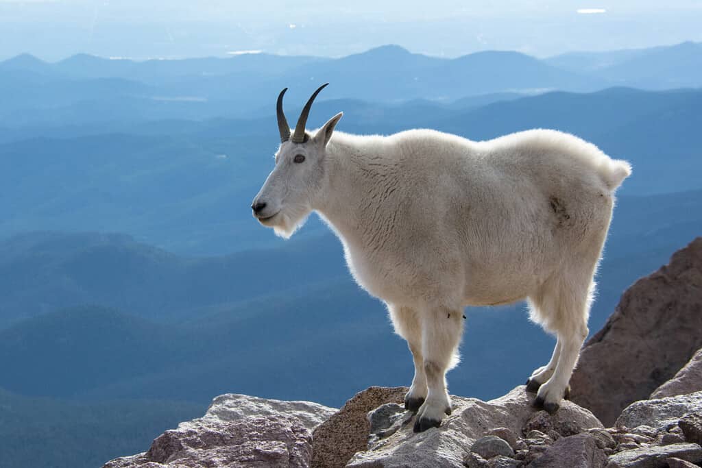 Capra di montagna sul Monte Evans, Colorado, Stati Uniti.