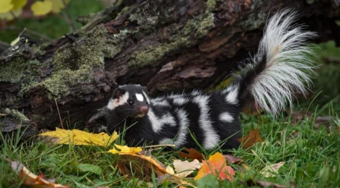 Coda della Skunk maculata orientale (Spilogale putorius) sollevata vicino al tronco.