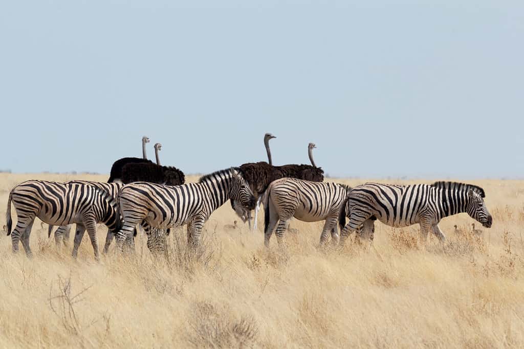 Zebra e struzzo nel cespuglio africano.  Parco Nazionale Etosha, Ombika, Kunene, Namibia.  La vera fotografia naturalistica