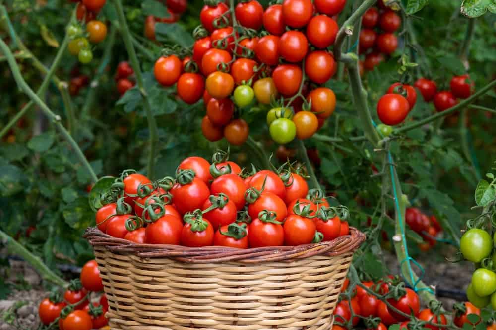 Pomodori diversi in cesti vicino alla serra.  Raccolta dei pomodori.