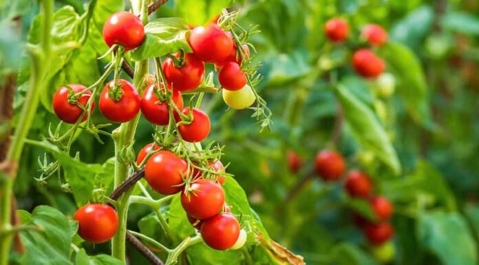 Pianta di pomodoro matura che cresce in serra.  Mazzo fresco di pomodori naturali rossi su un ramo in orto biologico.  Sfondo sfocato e spazio di copia per il tuo messaggio di testo pubblicitario.