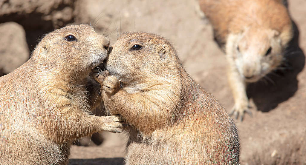 Coppia di cani della prateria (Cynomys) che si scambiano effusioni amorose e sembrano baciarsi