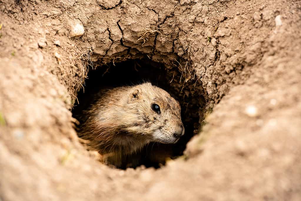 Primo piano il cane della prateria che spunta dal buco della tana nel Parco nazionale Badlands, South Dakota