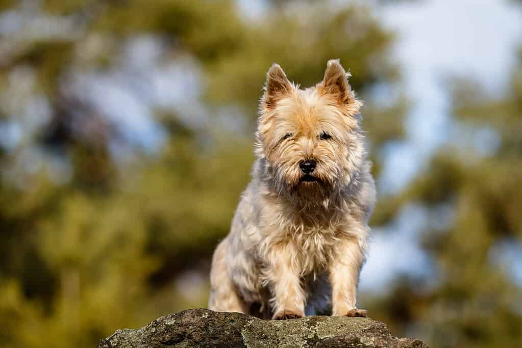 Serie di immagini di un cane Cairn Terrier dai capelli biondi durante un servizio fotografico in una foresta
