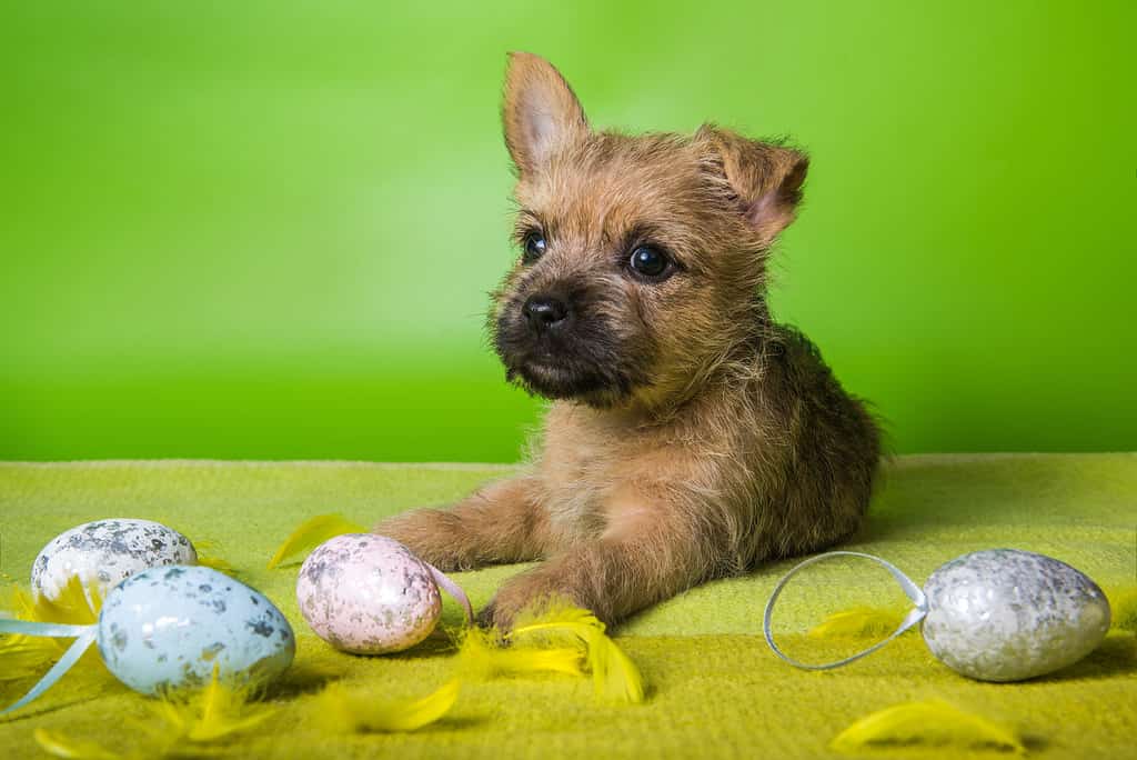 Cucciolo di Cairn Terrier con uova di Pasqua colorate