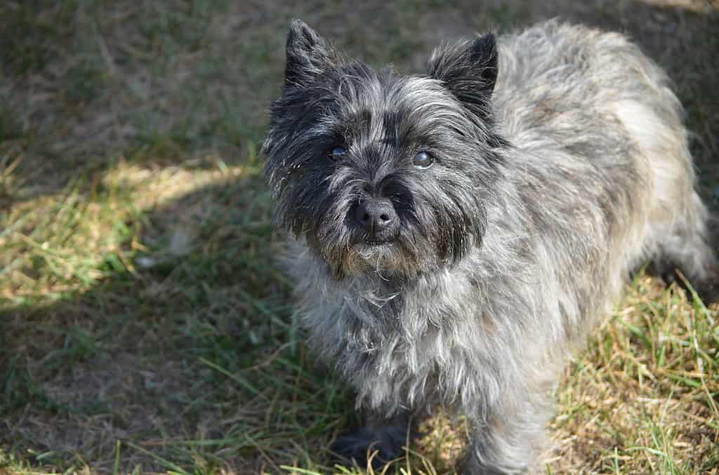 Cane Cairn Terrier molto carino