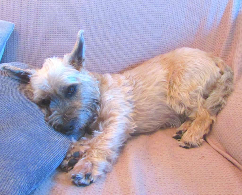 cane cairn terrier rilassato