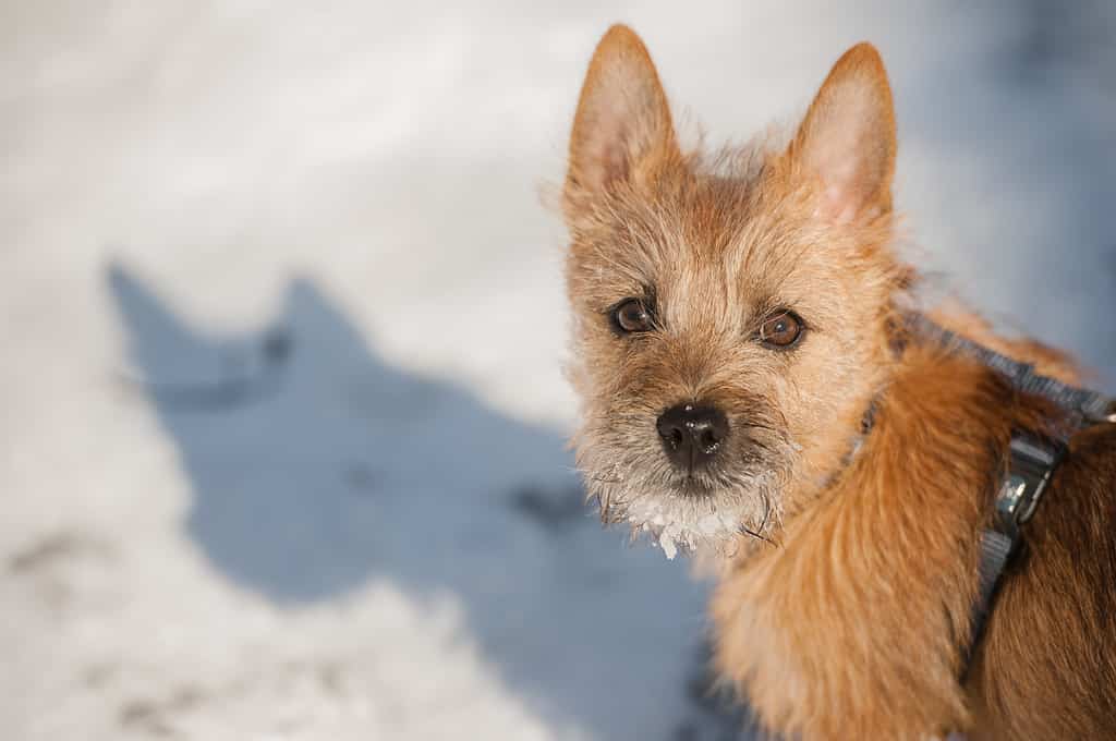 Cucciolo carino di Cairn Terrier che gioca fuori nella fredda neve invernale.