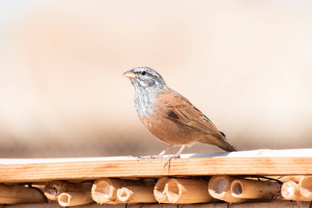 Primo piano di una casa adulta Bunting (Emberiza sahari) appollaiata su una sottile sporgenza di legno sotto il caldo sole di Marrakech, Marocco