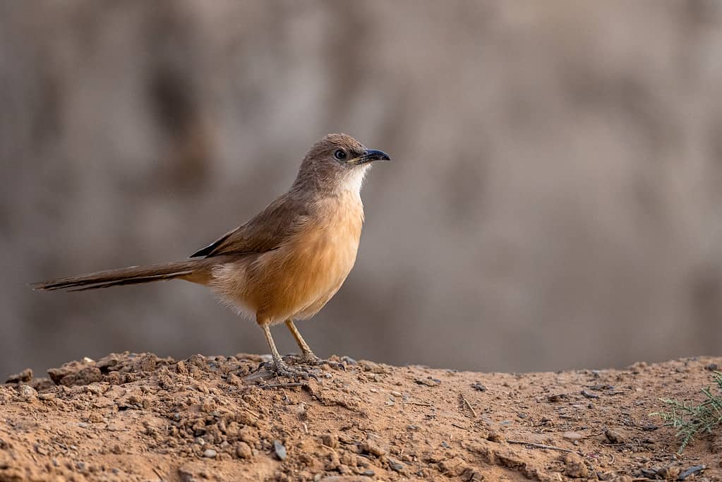 Chiacchierone fulvo, Chiacchierone fulvo, Argya fulva, Turdoides fulva.  Deserto del Sahara, Marocco.