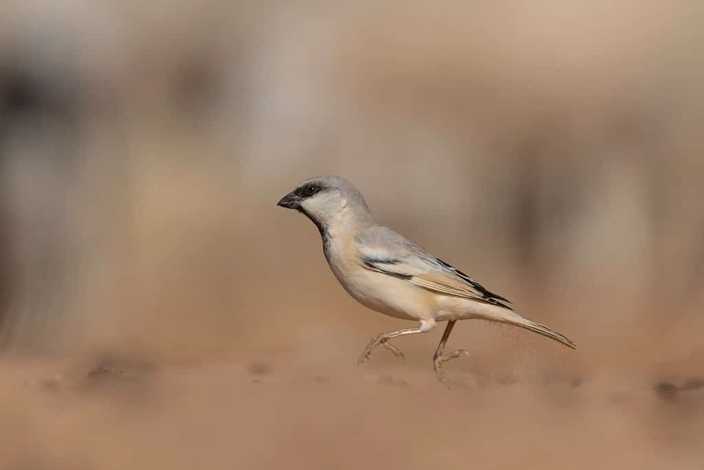 Il passero del deserto (Passer simplex) è una specie di uccello della famiglia dei passeridi, che si trova nel deserto del Sahara, nell'Africa settentrionale.  Un uccello simile, il passero di Zarudny, si trova nell'Asia centrale