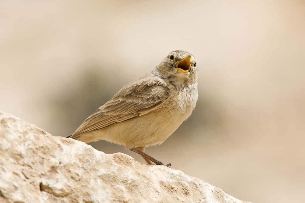 Woestijnleeuwerik, Allodola del deserto, Ammomanes deserti