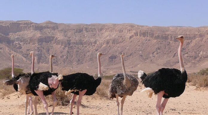8 incredibili uccelli che chiamano il deserto del Sahara la loro casa

