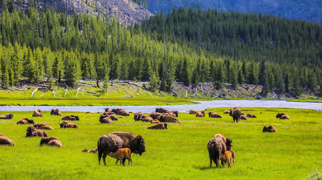 Parco Nazionale di Yellowstone, Madison River Valley, mandria di bisonti americani, Wyoming