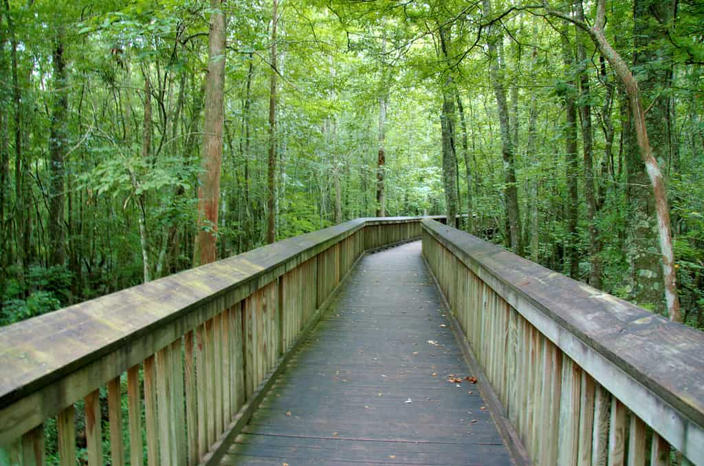 Un sentiero sopraelevato sopra una palude nel Tickfaw State Park, situato a 7 miglia (11 km) a ovest di Springfield, nella parrocchia di Livingston, Louisiana, USA.