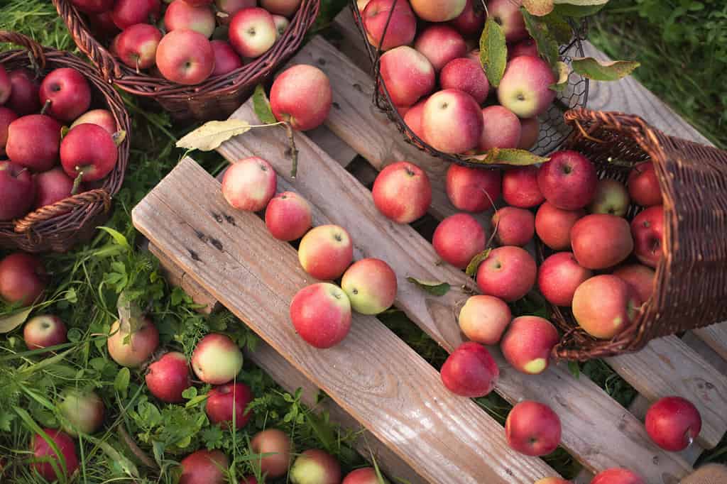 Mele rosse in cesti e scatole sull'erba verde nel frutteto autunnale.  Raccolta delle mele e raccolta delle mele in fattoria in autunno.