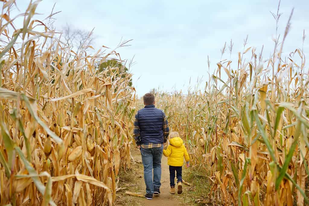 Vista posteriore della famiglia che cammina tra gli steli di mais essiccati in un labirinto di mais.  Il ragazzino e suo padre si divertono alla fiera della zucca in autunno.  Divertimento americano tradizionale sulla fiera della zucca.