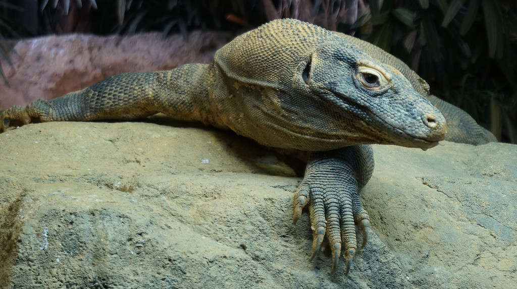 Il drago di Komodo allo zoo del Bronx, New York